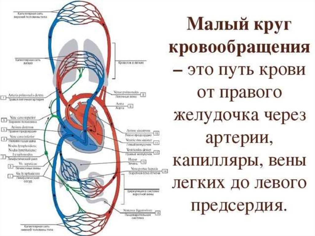 Полая вена круг кровообращения. Большой и малый круг кровообращения схема. Круги кровообращения большой малый венечный. Логическая схема сосуды малого круга кровообращения. Малый легочный круг кровообращения схема.