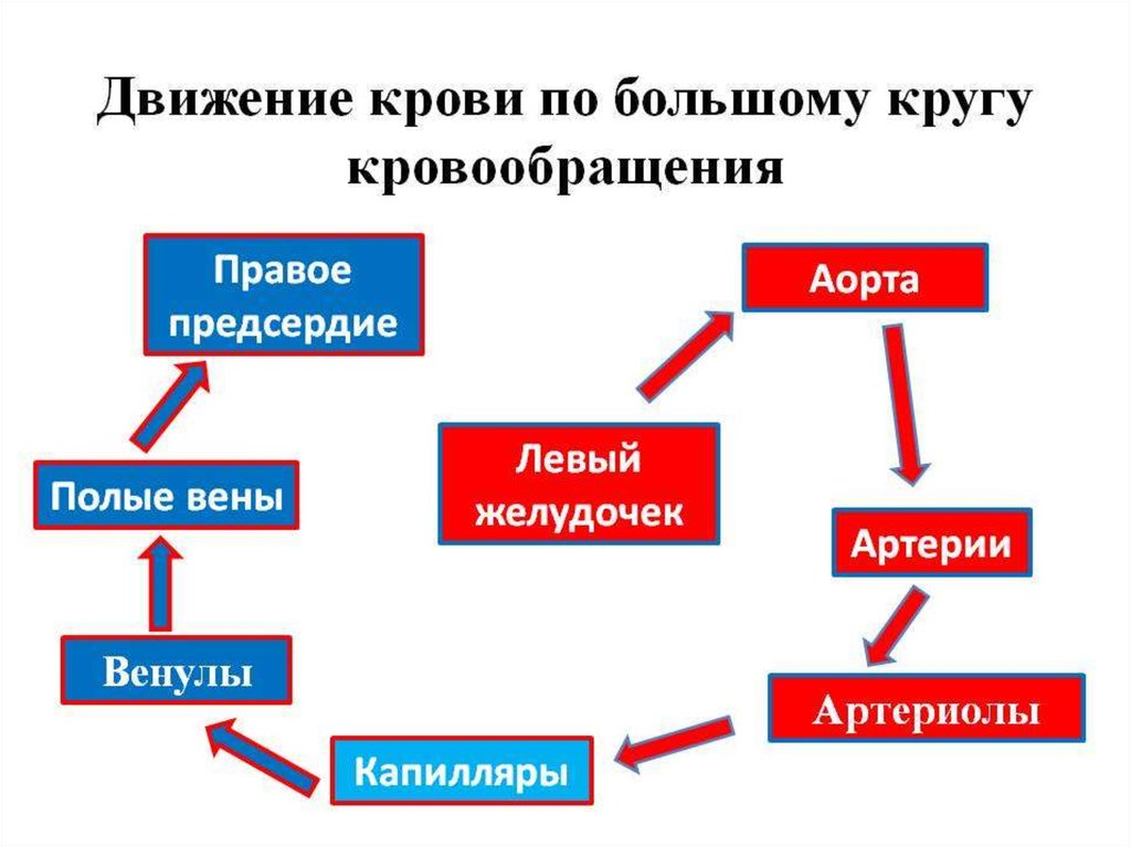 Дополните схему большого круга кровообращения