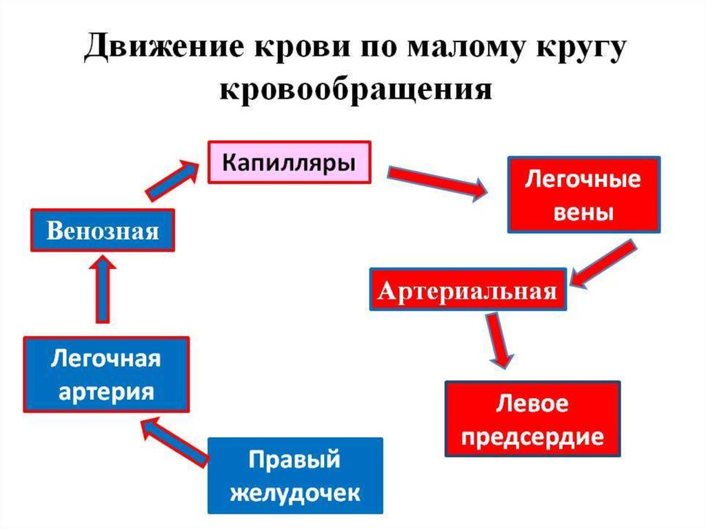 Схема движения крови по кругам кровообращения