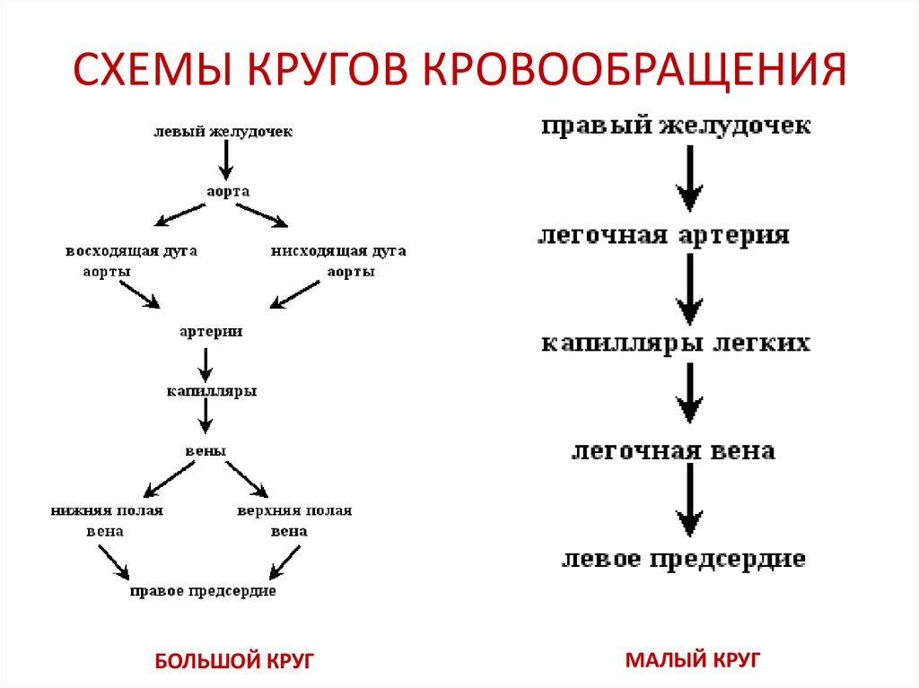 Схема крупная. Схема малого круга кровообращения схема. Схема большого и малого круга кровообращения. Схема движения крови по малому и большому кругам кровообращения. Схема большого и малого круга кровообращения схема.