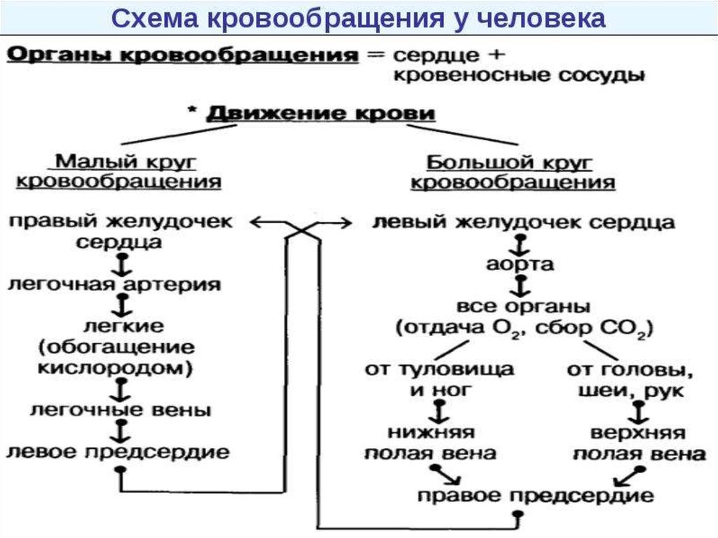 Круги кровообращения схема кратко