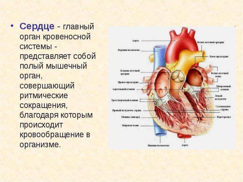 Строение сердца презентация