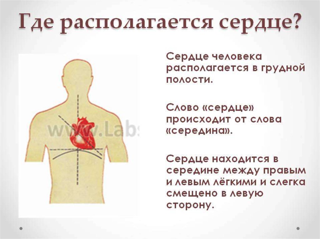 Боль в правой грудной клетке. Где находится сердце у человека. Гдетназодиться сердце. Сердцкеу человека где на.