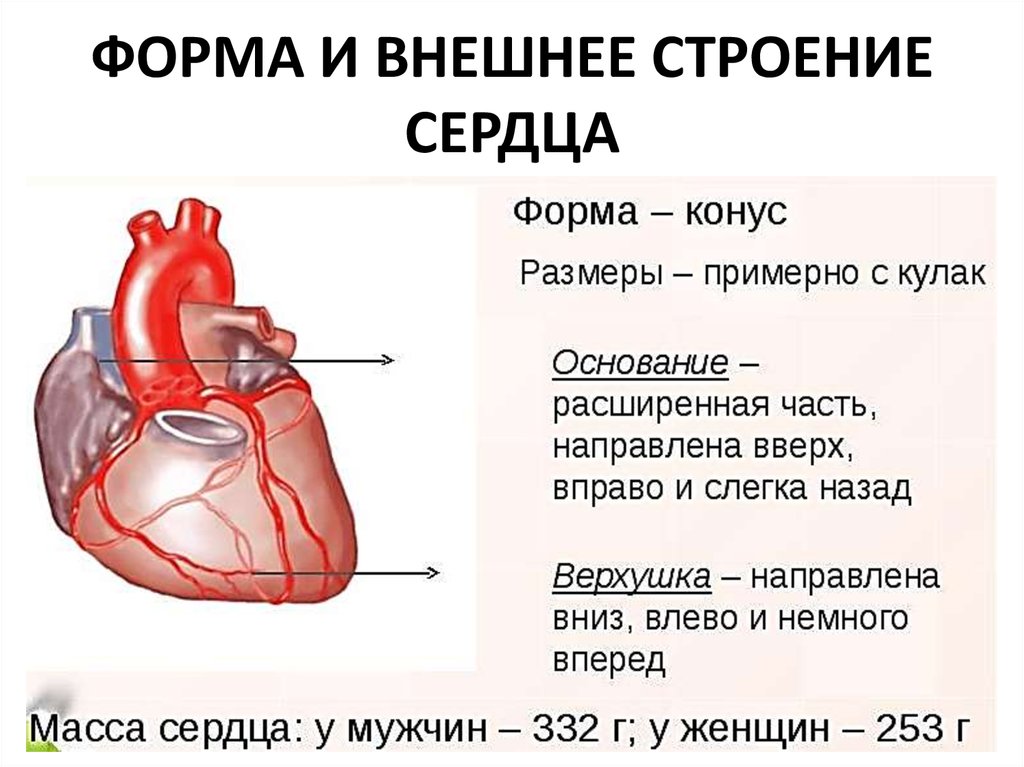 Сердце человека состоит из. Наружное строение сердца анатомия. Внешнее строение сердца. Строение сердца основание. Сердце человека строение и функции.