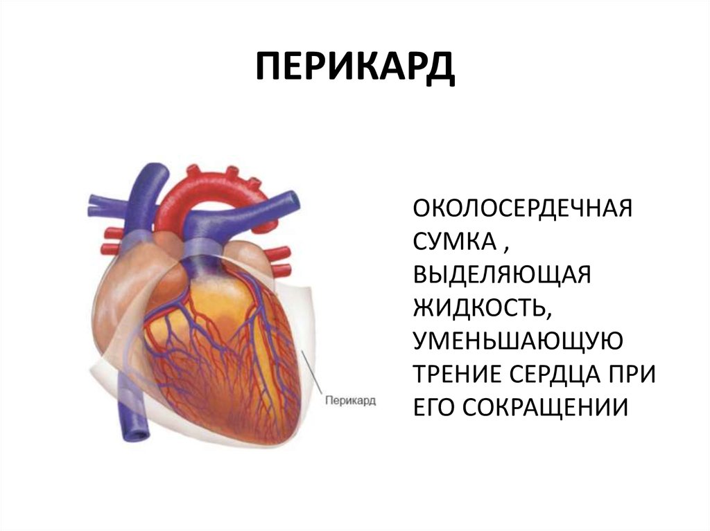 Перикард что это простыми словами. Перикард (околосердечная сумка). Строение сердца околосердечная сумка. Сердце человека перикард. Сердце анатомия строение околосердечная сумка.