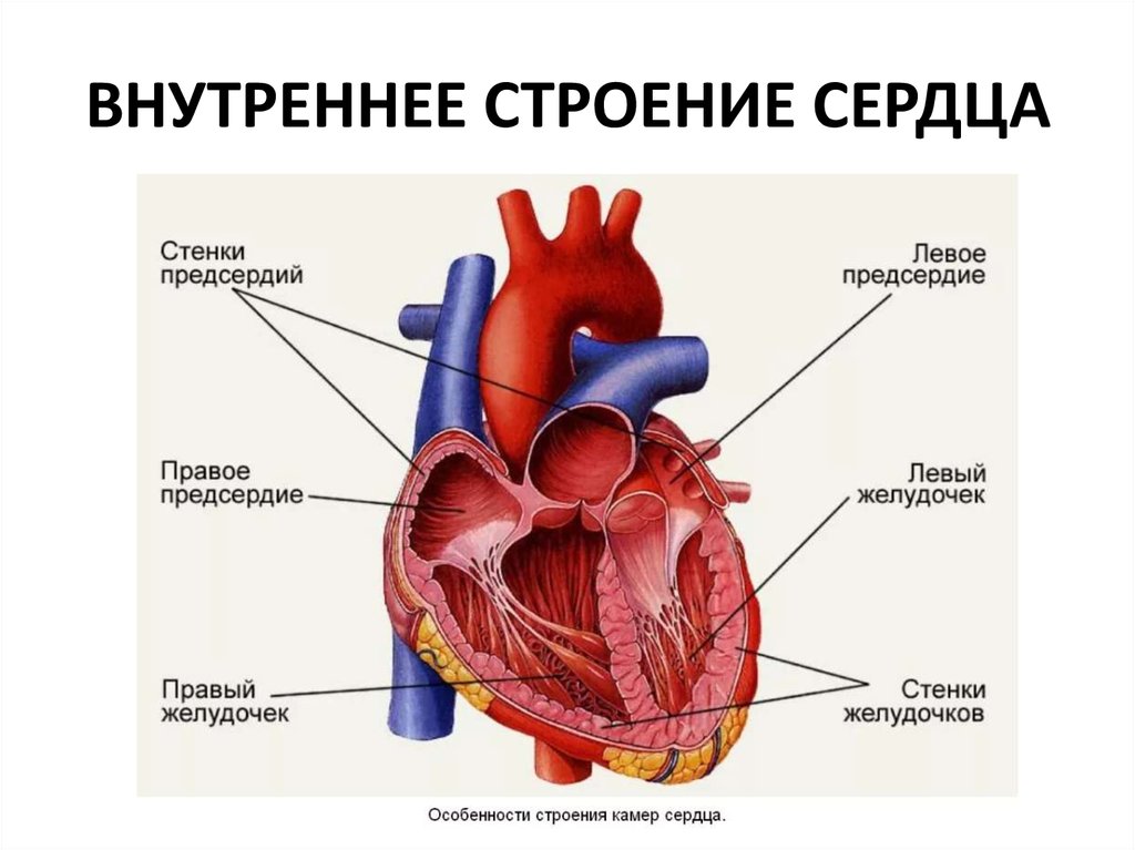 Презентация анатомия строение сердца