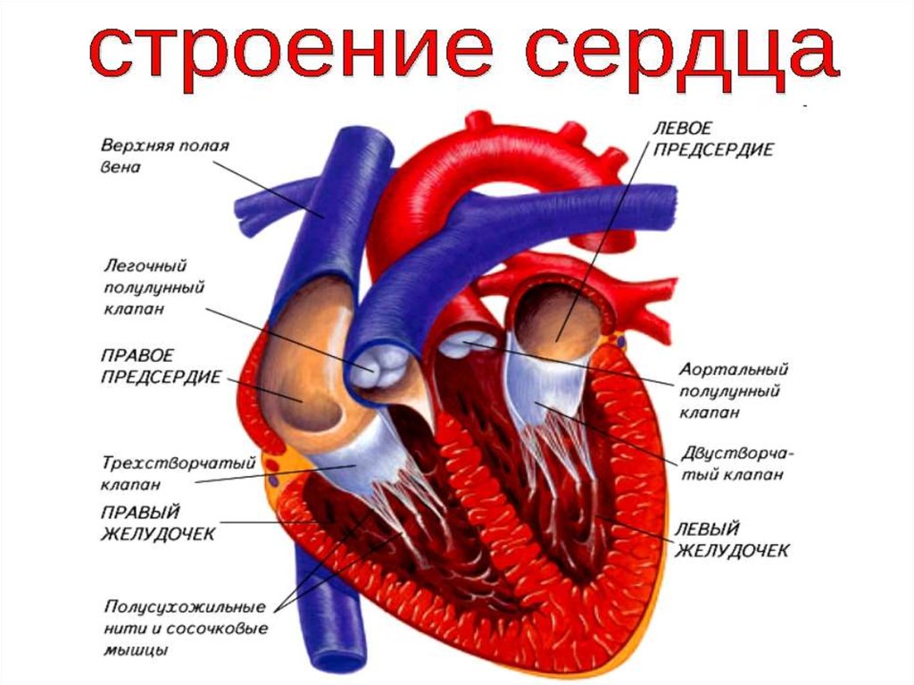 Сердце и кровообращение 8 класс