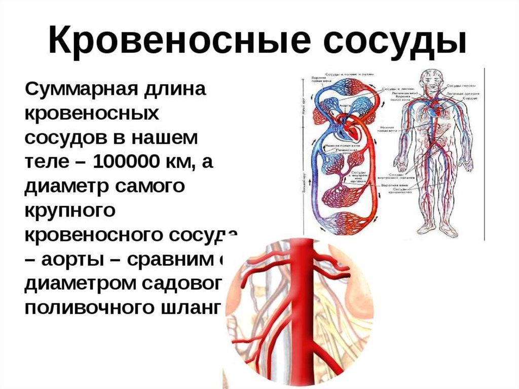Сосудистая система человека образована сосудами трех. Длина кровеносной системы у взрослого человека. Общая длина вен человека. Кровеносная система че.