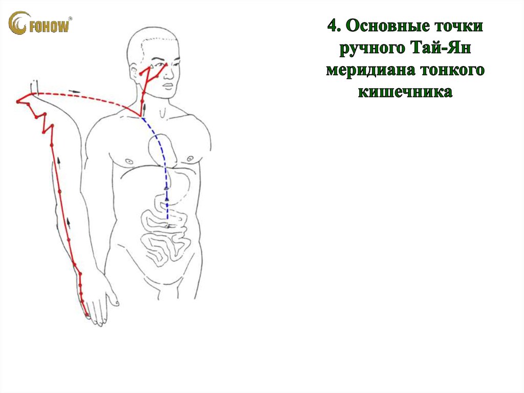 Картинка меридиан толстого кишечника