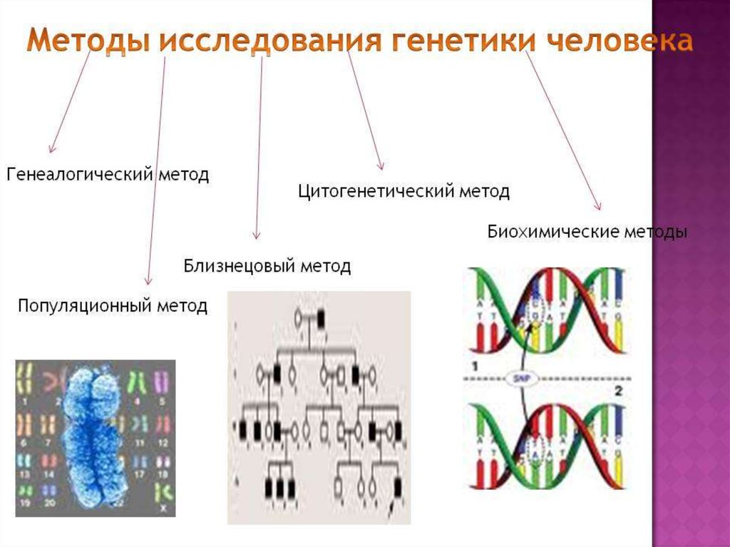 Презентация методы генетики человека 10 класс биология