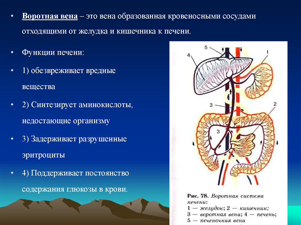 Воротная печень. Воротная Вена печени функции. Воротная система печени рис 100.