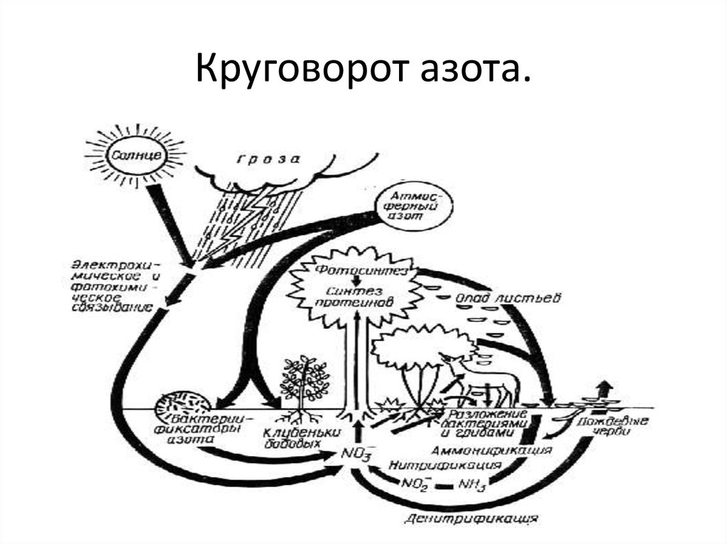 Круговорот азота в биосфере последовательность. Биологический круговорот азота. Круговорот азота круговорот. Круговорот веществ азота схема. Круговорот азота в природе схема.