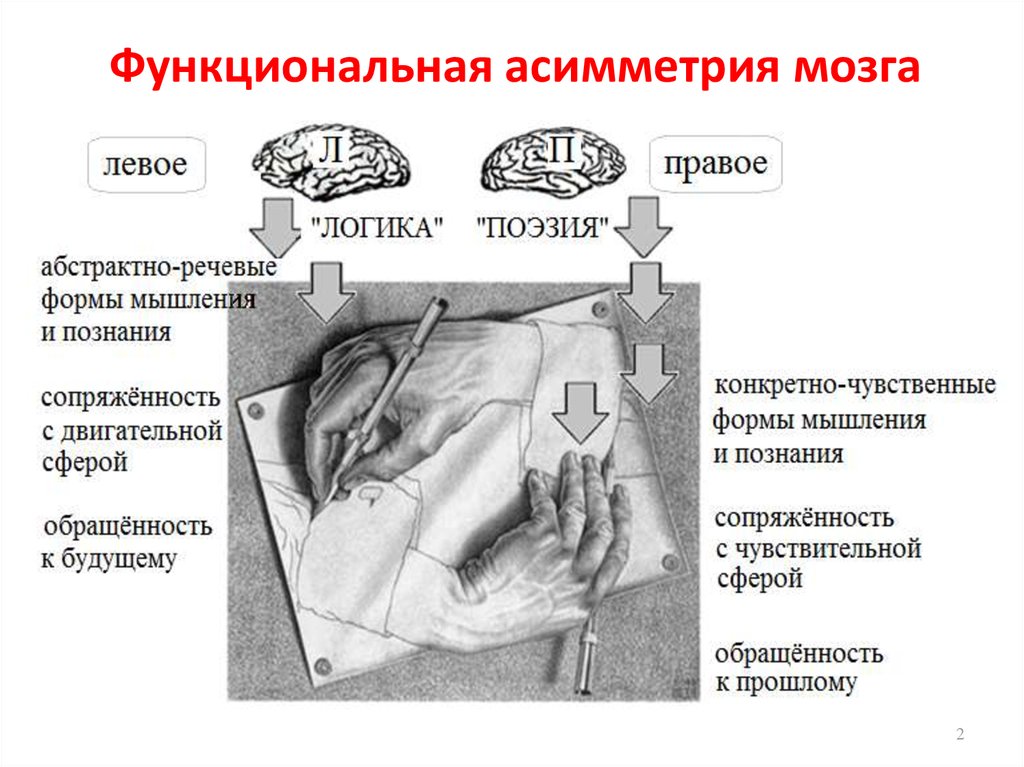 Функциональные теории мозга. Теория функциональной асимметрии мозга. Функциональная межполушарная асимметрия мозга. Функциональная ассиметрия могза. Функциональная асимметрия асимметрия мозга.