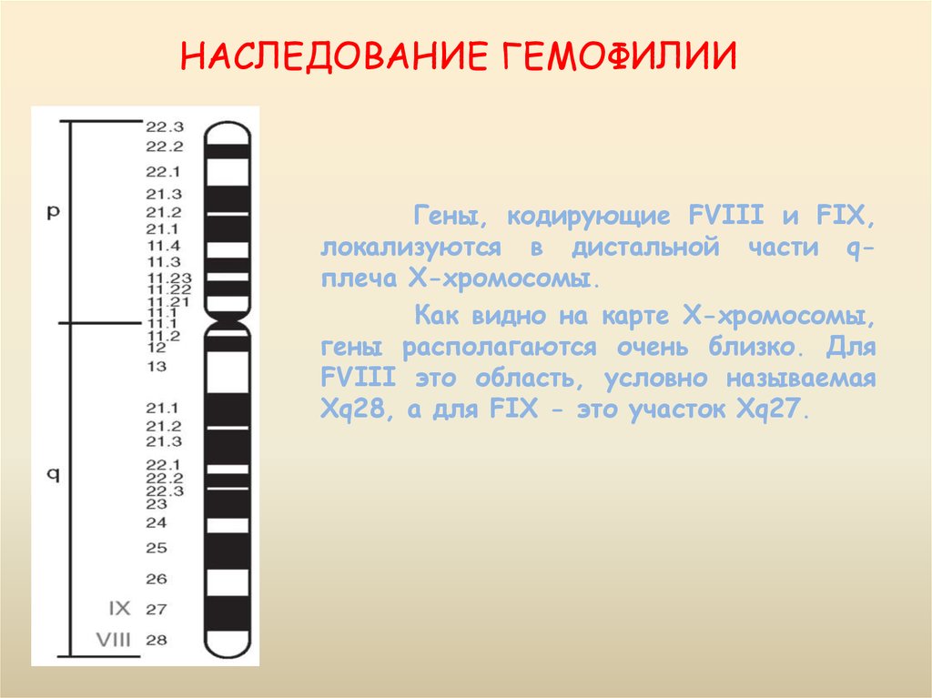 Характеристика 2 хромосомы. Гемофилия гены. Гемофилия локализация Гена в хромосоме. Гемофилия гены в хромосоме. Локализация генов в хромосомах карты хромосом.