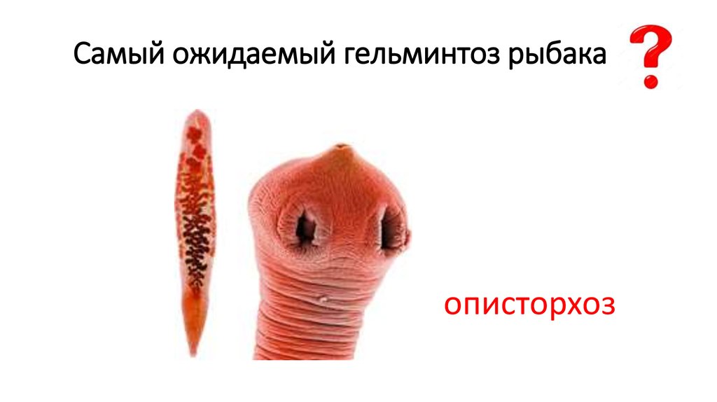Самый ожидаемый гельминтоз рыбака