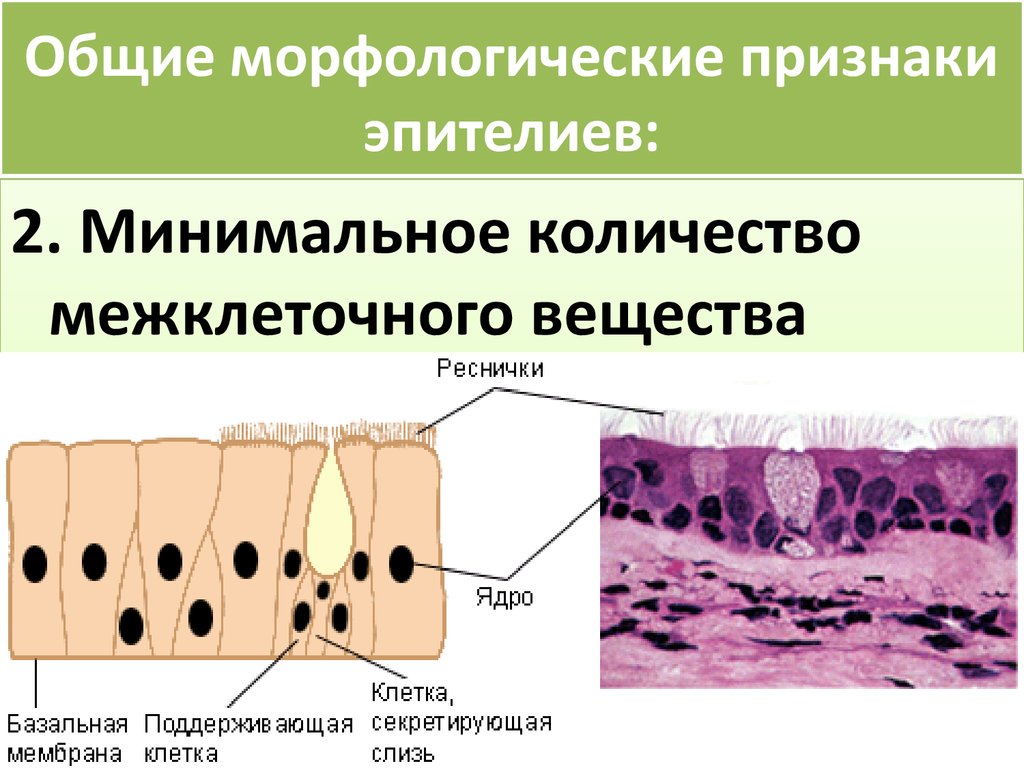 Морфологический признак после