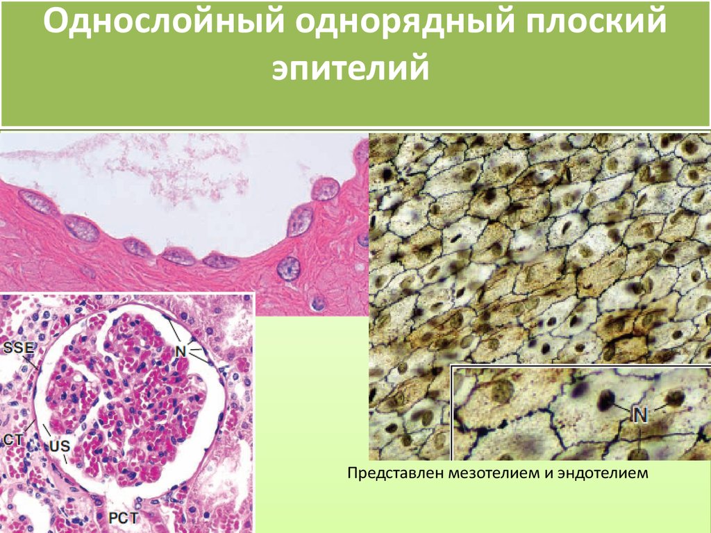 Мезотелий гистология рисунок