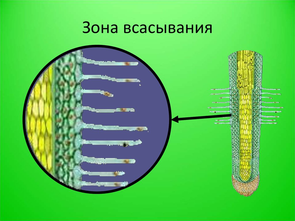 Строение клетки корневого волоска. Строение корня в зоне всасывания. Клеточное строение зоны всасывания корня. Строение клеток зоны всасывания корня. Зоны корня корневые волоски.