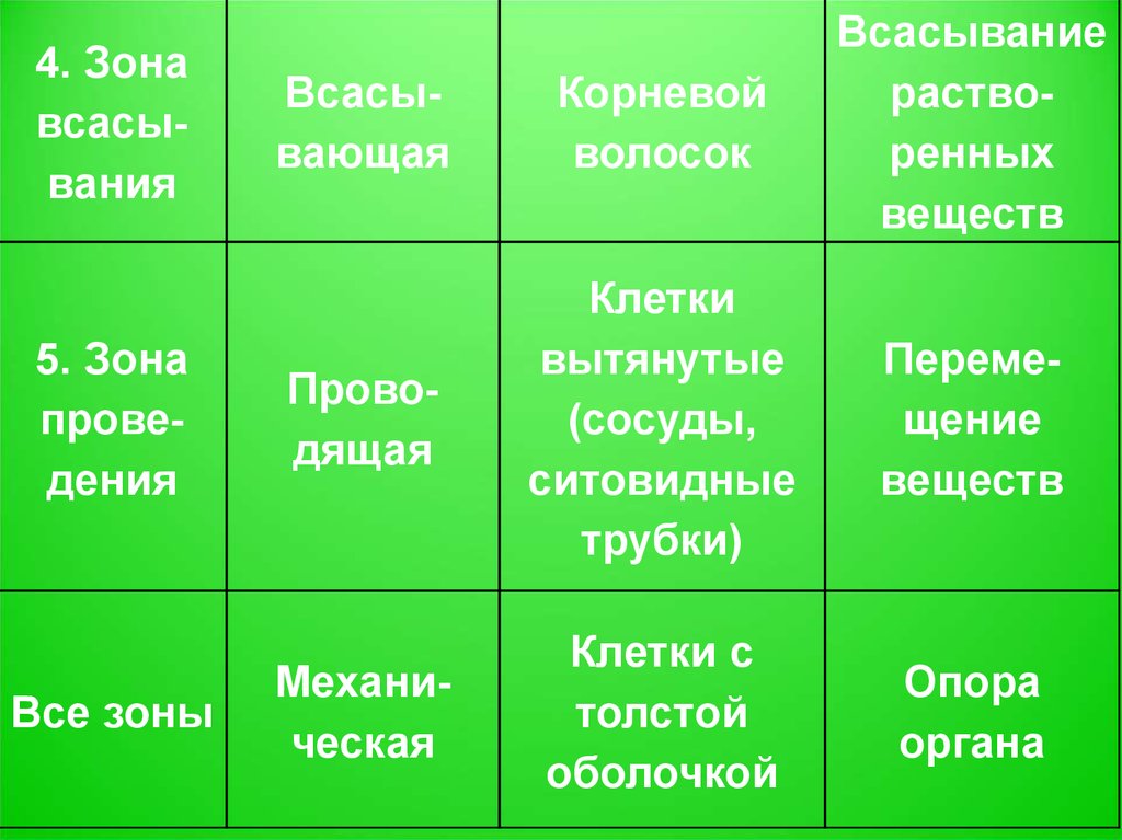 Зоны вещества. Таблица клеточное строение корня 6 класс биология. Клеточное строение корня 6 класс таблица по биологии. Клеточное строение корня 6 класс таблица. Клетки этой зоны вытягиваются 10 букв.