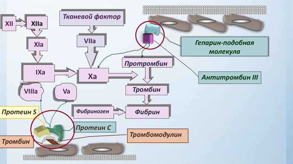 Патофизиология гемостаза презентация