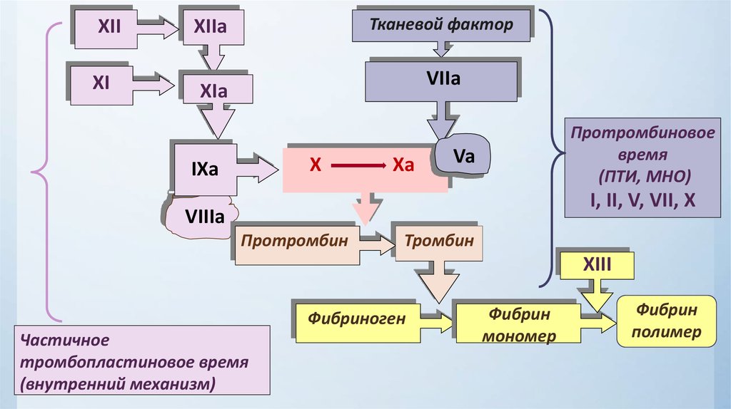 Патофизиология гемостаза. Протромбин. Образование протромбина. Протромбин схема. Протромбин в тромбин.
