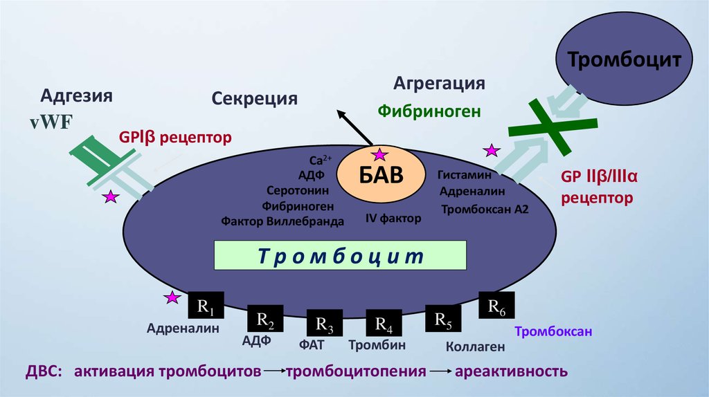 Коллаген агрегация. Блокаторы IIB/IIIA рецепторов тромбоцитов. Агрегация тромбоцитов с АДФ. Агрегация тромбоцитов рецепторы. АДФ тромбоцитов.