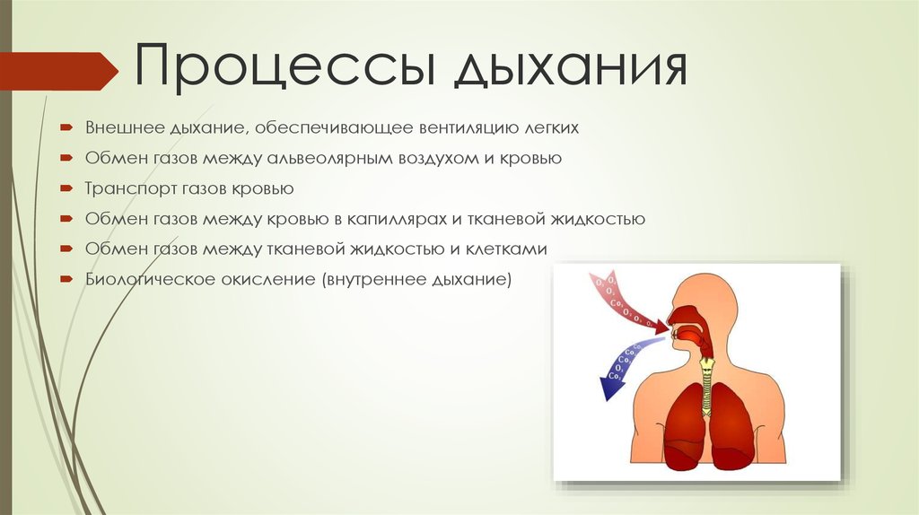 Дыхание картинки для презентации