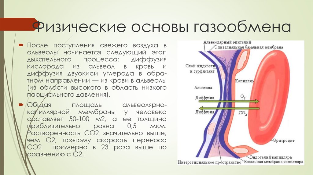 Последовательность этапов движения кислорода. Физические основы газообмена. Процесс дыхания в альвеолах. Диффузия кислорода из альвеол в кровь. Физические основы дыхания.