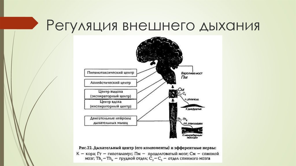 Патофизиология дыхательной системы презентация