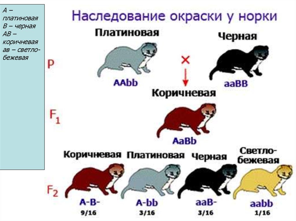 Доминантные признаки мыши