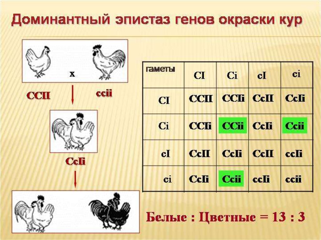 Гена куров. Доминантный эпистаз куры. Эпистаз у кур. Доминантный эпистаз у кур. Эпистаз в генетике.