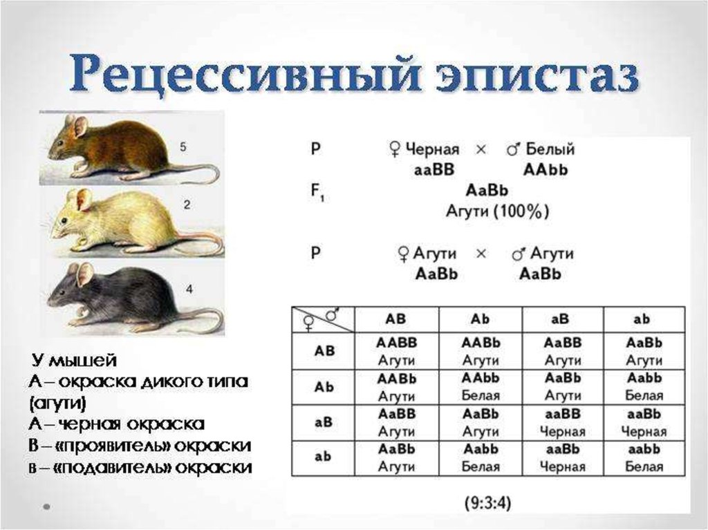 Скрещивали мышей с извитой шерстью нормальной. Рецессивный эпистаз у мышей. Эпистаз наследование окраски шерсти мышей. Рецессивный эпистаз окраска шерсти мышей. Эпистаз схема скрещивания.