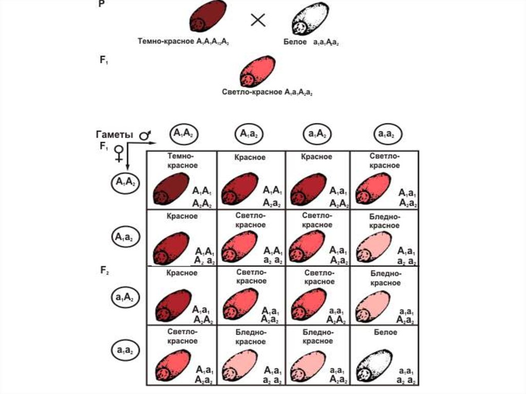 Скрещивания красных. Схема взаимодействия аллельных и неаллельных генов. Взаимодействие неаллельных генов схема. Неаллельные гены Полимерия. Схема Полимерия взаимодействия генов.