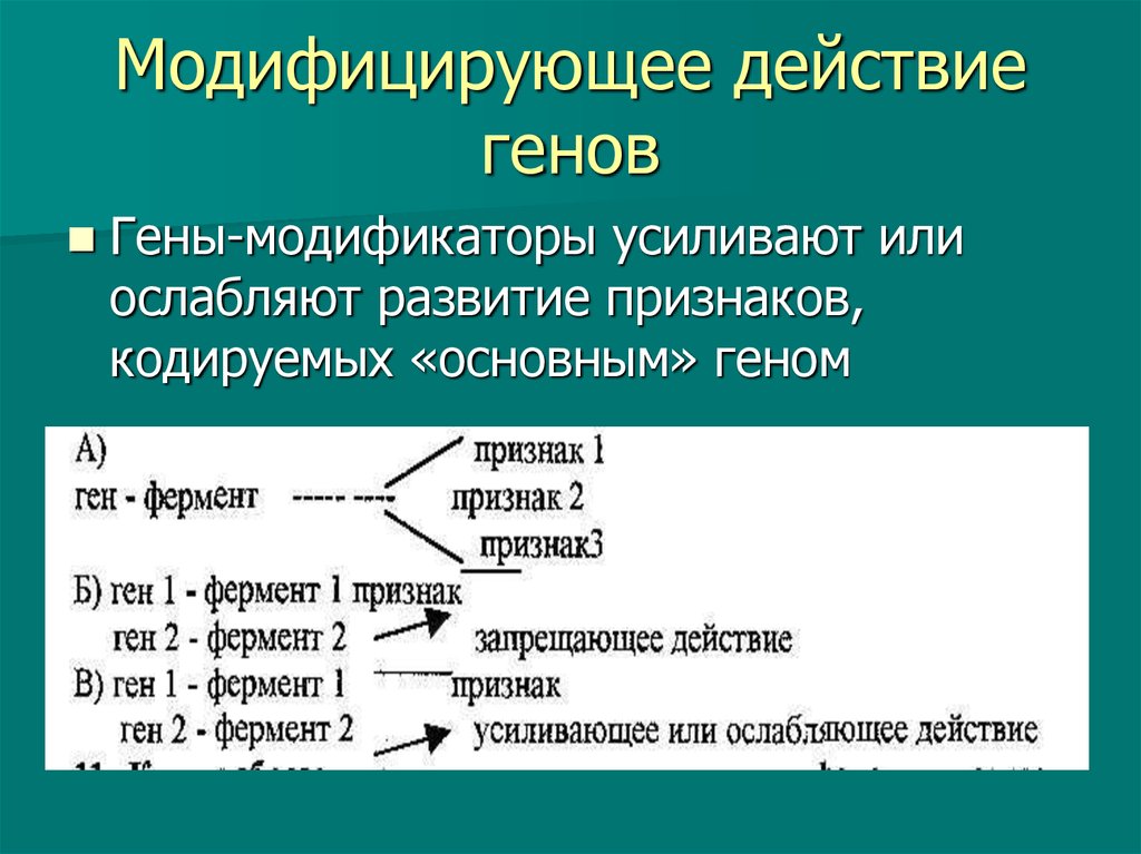 Действие гена. Модифицирующее действие генов. Гены модификаторы. Модифицирующее действие генов пример. Модифицирующие гены.