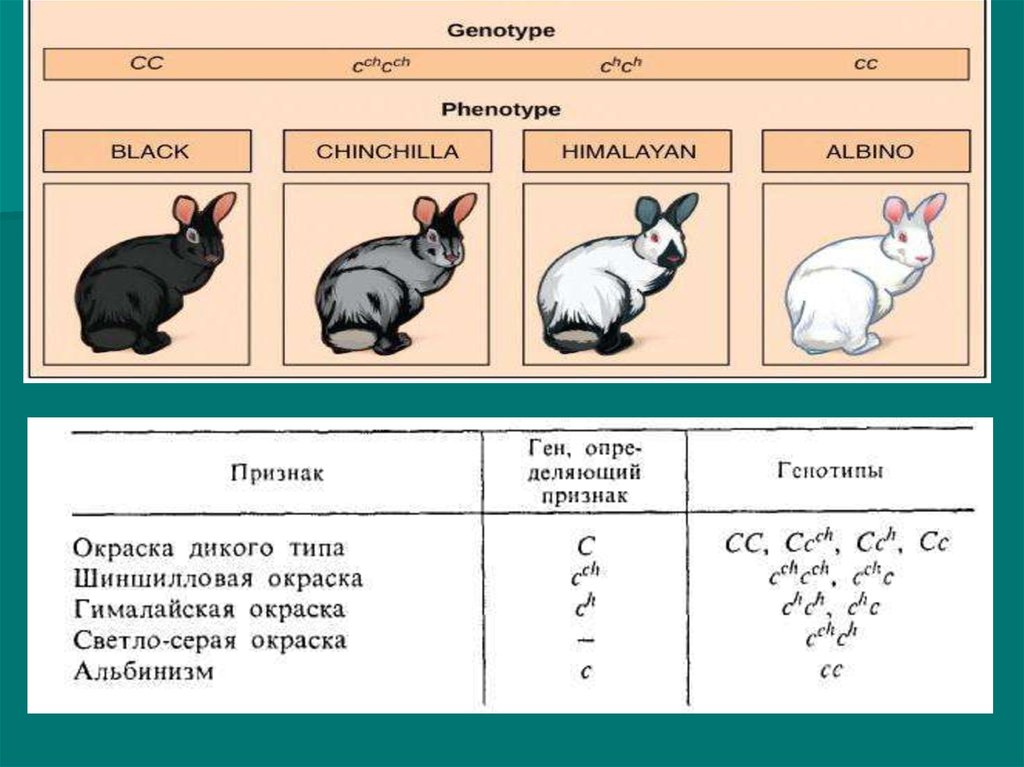 Неаллельные гены презентация