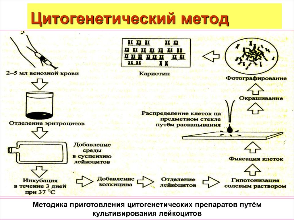 Цитогенетический метод картинки для презентации