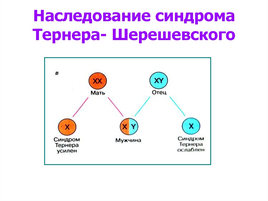 Фамилии генетика