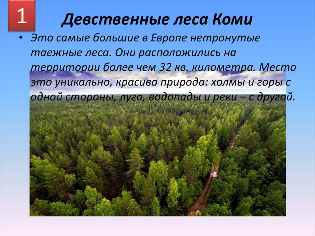 Девственные леса Коми