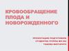 Кровообращение плода и новорожденного