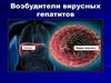 Возбудители вирусных гепатитов