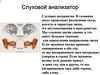 Слуховой анализатор