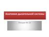 Анатомия дыхательной системы