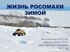 Жизнь росомахи зимой