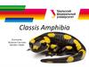 Класс Амфибии