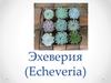 Растения вида эхеверия
