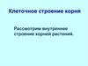 Клеточное строение корня