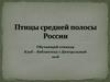 Птицы средней полосы России