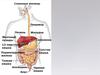 Пищеварительная система