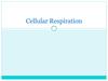 Cellular Respiration