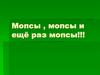 11 интересных фактов о мопсах